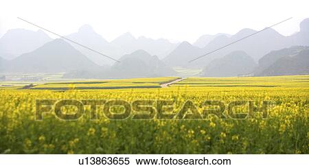 China, Yunnan Province, Luoping County, Jinji Village, Golden Rooster Hills View Large Photo Image Stock Photography - China, Yunnan Province, Luoping County, Jinji Village, Golden Rooster Hills. Fotosearch