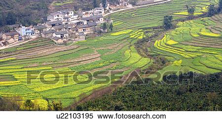 Stock Photography - China, Yunnan Province, Luoping County, terraced rice field. Fotosearch