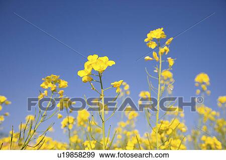 Stock Photo - China, Yunnan Province, Oilseed Rapes. Fotosearch