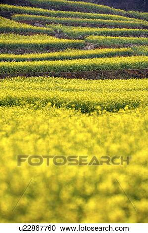 China, Yunnan Province, terrace fields in the mountain View Large Photo Image Stock Image - China, Yunnan Province, terrace fields in the mountain. Fotosearch