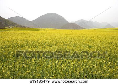 Stock Photo - China, Yunnan, Yuanyang, Golden Rooster Hills. Fotosearch