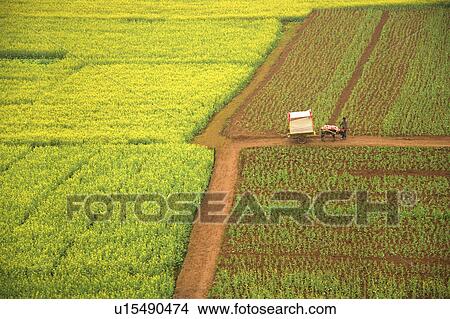 hina, Yunnan Province, Luoping County, Jinji Village, Fields View Large Photo Image Picture - hina, Yunnan Province, Luoping County, Jinji Village, Fields. Fotosearch