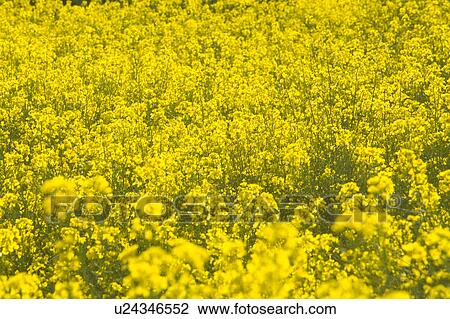 Oilseed Rape View Large Photo Image Stock Image - Oilseed Rape. Fotosearch