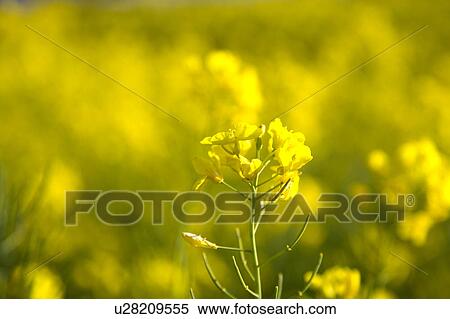 Oilseed Rape View Large Photo Image Stock Photography - Oilseed Rape. Fotosearch