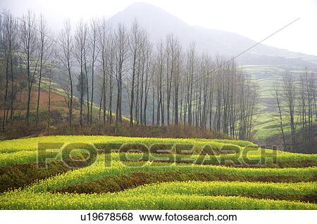 Stock Photo - Rural Scene. Fotosearch
