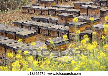 Wooden beehives View Large Photo Image Stock Photo - Wooden beehives. Fotosearch