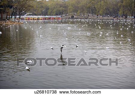 Stock Photo - China, Yunnan Province, Kunming, Cuihu Park. Fotosearch