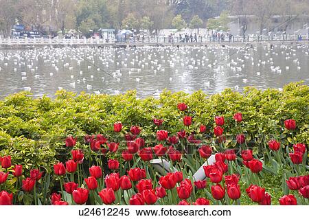 Stock Photography - China, Yunnan Province, Kunming, Cuihu Park. Fotosearch