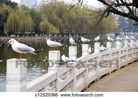 China, Yunnan Province, Kunming, Seagulls standing on railing View Large Photo Image Stock Photograph - China, Yunnan Province, Kunming, Seagulls standing on railing. Fotosearch