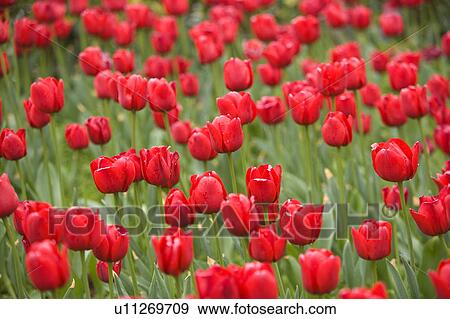 China, Yunnan Province, Kunming, Tulips View Large Photo Image Stock Photo - China, Yunnan Province, Kunming, Tulips. Fotosearch