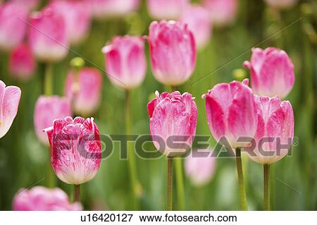 China, Yunnan Province, Kunming, Tulips View Large Photo Image Stock Photo - China, Yunnan Province, Kunming, Tulips. Fotosearch