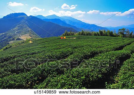 "Beautiful scenery of tee tree field, Taiwan, Nantou, " View Large Photo Image Stock Photo - "Beautiful scenery of tee tree field, Taiwan, Nantou, ". Fotosearch