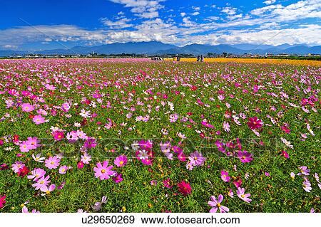"Flower Field in Taiwan, Taichung, Sinshe" View Large Photo Image Stock Photo - "Flower Field in Taiwan, Taichung, Sinshe". Fotosearch