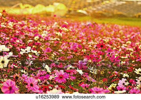 "Flower Field Taiwan, Nantou, Puli, " View Large Photo Image Stock Photo - "Flower Field Taiwan, Nantou, Puli, ". Fotosearch