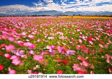 Picture - "Flower Field, Taiwan, Taichung, Sinshe, ". Fotosearch