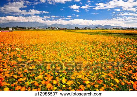 Stock Photo - "Flower Field, Taiwan, Taichung, Sinshe". Fotosearch