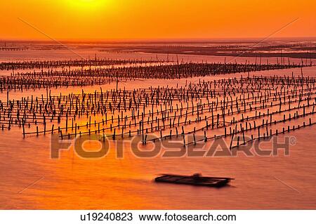 Stock Image - "Oyster Bed, Taiwan, Yunlin, Bozihliao, ". Fotosearch