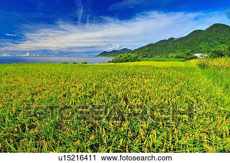 Stock Image - "Rice Paddy, Taiwan, Taitung, ". Fotosearch