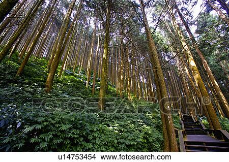"Asia, China, Taiwan, Chiayi, Alishan National Scenic Area, Fenci Lake" View Large Photo Image Picture - "Asia, China, Taiwan, Chiayi, Alishan National Scenic Area, Fenci Lake". Fotosearch