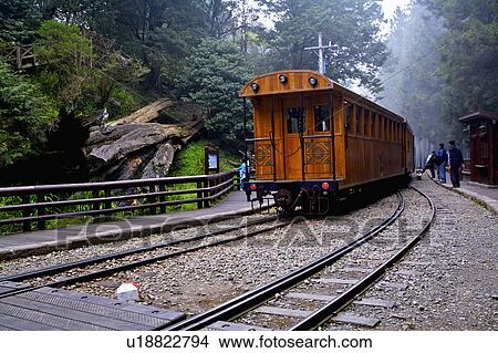 Picture - "Asia, China, Taiwan, Chiayi, Alishan National Scenic Area, Sacred Tree Station". Fotosearch