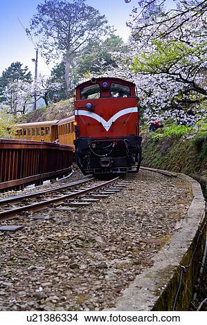 "Asia, China, Taiwan, Chiayi, Alishan National Scenic Area" View Large Photo Image Picture - "Asia, China, Taiwan, Chiayi, Alishan National Scenic Area". Fotosearch