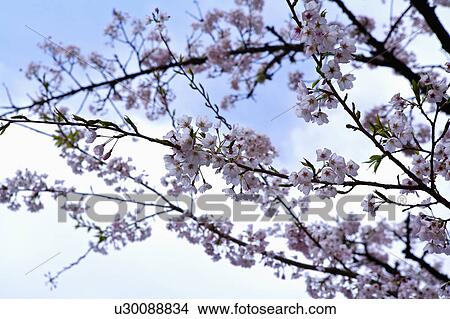 "Asia, China, Taiwan, Chiayi, Alishan National Scenic Area" View Large Photo Image Picture - "Asia, China, Taiwan, Chiayi, Alishan National Scenic Area". Fotosearch