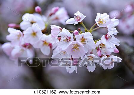 "Asia, China, Taiwan, Chiayi, Alishan National Scenic Area" View Large Photo Image Stock Image - "Asia, China, Taiwan, Chiayi, Alishan National Scenic Area". Fotosearch