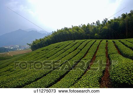"Asia, China, Taiwan, Chiayi, Alishan National Scenic Area, Tea garden" View Large Photo Image Stock Image - "Asia, China, Taiwan, Chiayi, Alishan National Scenic Area, Tea garden". Fotosearch