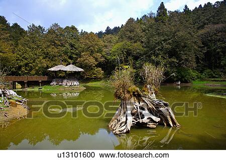 "Asia, China, Taiwan, Chiayi, Alishan National Scenic Area, Sisters Pond" View Large Photo Image Stock Image - "Asia, China, Taiwan, Chiayi, Alishan National Scenic Area, Sisters Pond". Fotosearch