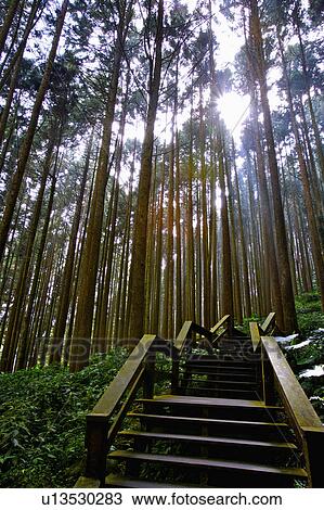 "Asia, China, Taiwan, Chiayi, Alishan National Scenic Area, Fenci Lake" View Large Photo Image Stock Image - "Asia, China, Taiwan, Chiayi, Alishan National Scenic Area, Fenci Lake". Fotosearch
