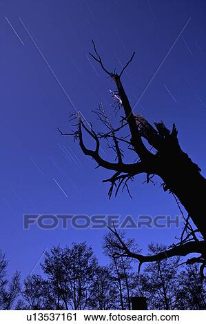 Stock Image - "Asia, China, Taiwan, Chiayi, Alishan National Scenic Area, Couple Trees". Fotosearch