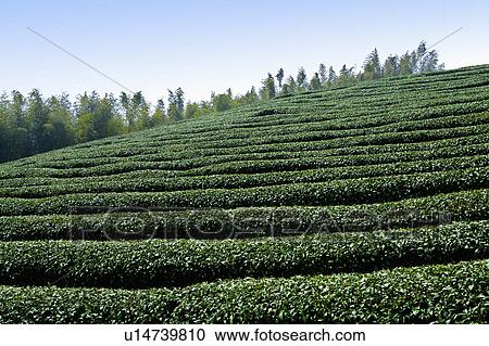 "Asia, China, Taiwan, Chiayi, Alishan National Scenic Area, Tea garden" View Large Photo Image Stock Image - "Asia, China, Taiwan, Chiayi, Alishan National Scenic Area, Tea garden". Fotosearch