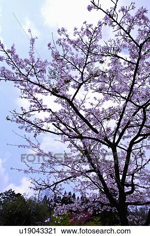 "Asia, China, Taiwan, Chiayi, Alishan National Scenic Area" View Large Photo Image Stock Image - "Asia, China, Taiwan, Chiayi, Alishan National Scenic Area". Fotosearch