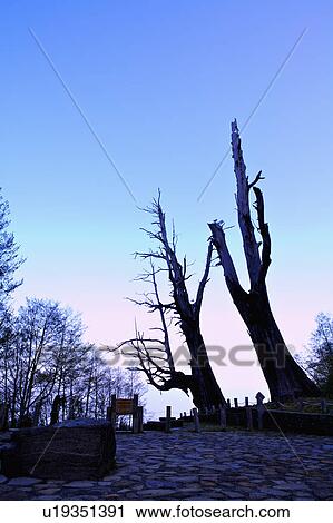 "Asia, China, Taiwan, Chiayi, Alishan National Scenic Area, Couple Trees" View Large Photo Image Stock Image - "Asia, China, Taiwan, Chiayi, Alishan National Scenic Area, Couple Trees". Fotosearch