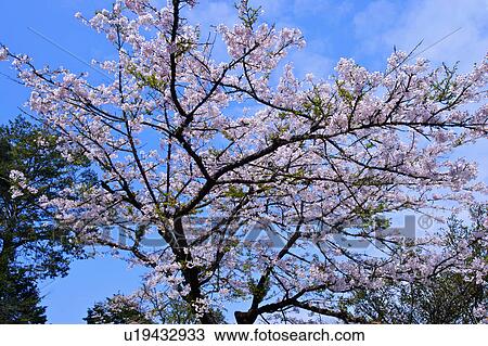 "Asia, China, Taiwan, Chiayi, Alishan National Scenic Area" View Large Photo Image Stock Image - "Asia, China, Taiwan, Chiayi, Alishan National Scenic Area". Fotosearch