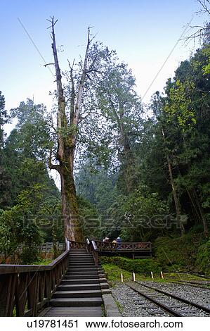Stock Image - "Asia, China, Taiwan, Chiayi, Alishan National Scenic Area, Fenci Lake". Fotosearch
