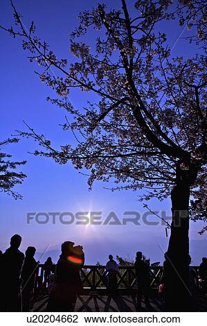 Stock Image - "Asia, China, Taiwan, Chiayi, Alishan National Scenic Area, Jhushan". Fotosearch