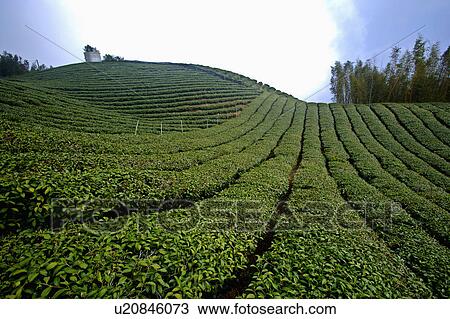 "Asia, China, Taiwan, Chiayi, Alishan National Scenic Area, Tea garden" View Large Photo Image Stock Image - "Asia, China, Taiwan, Chiayi, Alishan National Scenic Area, Tea garden". Fotosearch