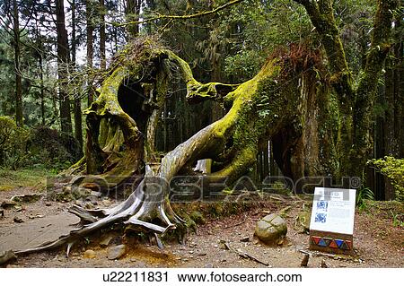 "Asia, China, Taiwan, Chiayi, Alishan National Scenic Area, Heart Tree" View Large Photo Image Stock Image - "Asia, China, Taiwan, Chiayi, Alishan National Scenic Area, Heart Tree". Fotosearch