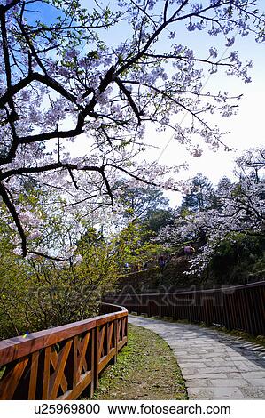"Asia, China, Taiwan, Chiayi, Alishan National Scenic Area" View Large Photo Image Stock Image - "Asia, China, Taiwan, Chiayi, Alishan National Scenic Area". Fotosearch