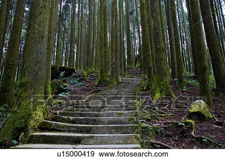 "Asia, China, Taiwan, Chiayi, Alishan National Scenic Area" View Large Photo Image Stock Photo - "Asia, China, Taiwan, Chiayi, Alishan National Scenic Area". Fotosearch