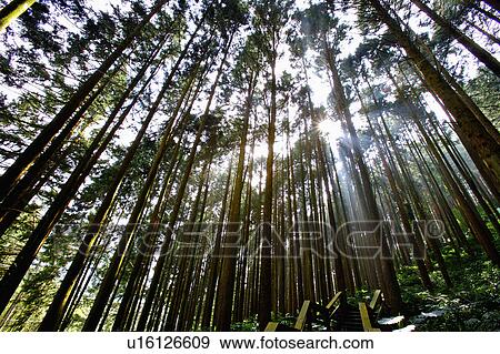 "Asia, China, Taiwan, Chiayi, Alishan National Scenic Area, woods of Fenci Lake" View Large Photo Image Stock Photo - "Asia, China, Taiwan, Chiayi, Alishan National Scenic Area, woods of Fenci Lake". Fotosearch