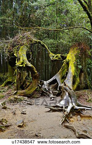 "Asia, China, Taiwan, Chiayi, Alishan National Scenic Area, Heart Tree" View Large Photo Image Stock Photo - "Asia, China, Taiwan, Chiayi, Alishan National Scenic Area, Heart Tree". Fotosearch