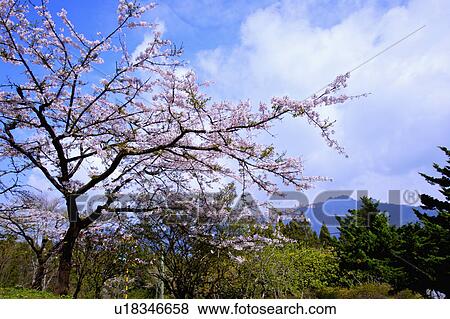 Stock Photo - "Asia, China, Taiwan, Chiayi, Alishan National Scenic Area, Sunrise". Fotosearch