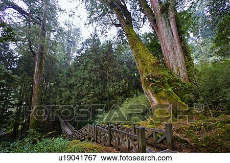 Stock Photo - "Asia, China, Taiwan, Chiayi, Alishan National Scenic Area, Giant Woods". Fotosearch