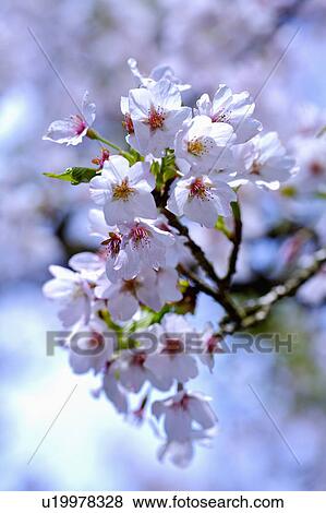 "Asia, China, Taiwan, Chiayi, Alishan National Scenic Area" View Large Photo Image Stock Photo - "Asia, China, Taiwan, Chiayi, Alishan National Scenic Area". Fotosearch