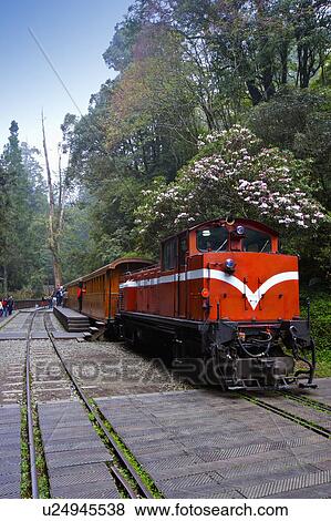 Stock Photo - "Asia, China, Taiwan, Chiayi, Alishan National Scenic Area, Sacred Tree Station". Fotosearch