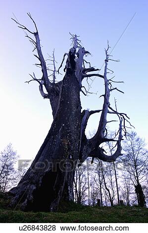 Stock Photo - "Asia, China, Taiwan, Chiayi, Alishan National Scenic Area, Wife Tree". Fotosearch