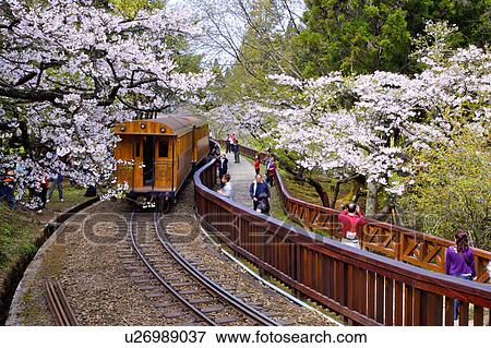 "Asia, China, Taiwan, Chiayi, Alishan National Scenic Area" View Large Photo Image Stock Photo - "Asia, China, Taiwan, Chiayi, Alishan National Scenic Area". Fotosearch