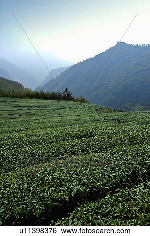 Stock Photograph - "Asia, China, Taiwan, Chiayi, Alishan National Scenic Area, Tea garden". Fotosearch